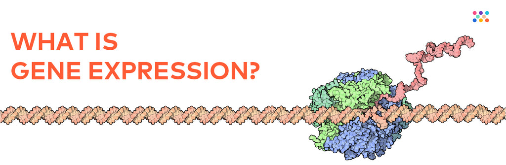 What is gene expression?
