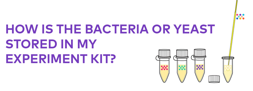 What is a bacteria stab or yeast stab?