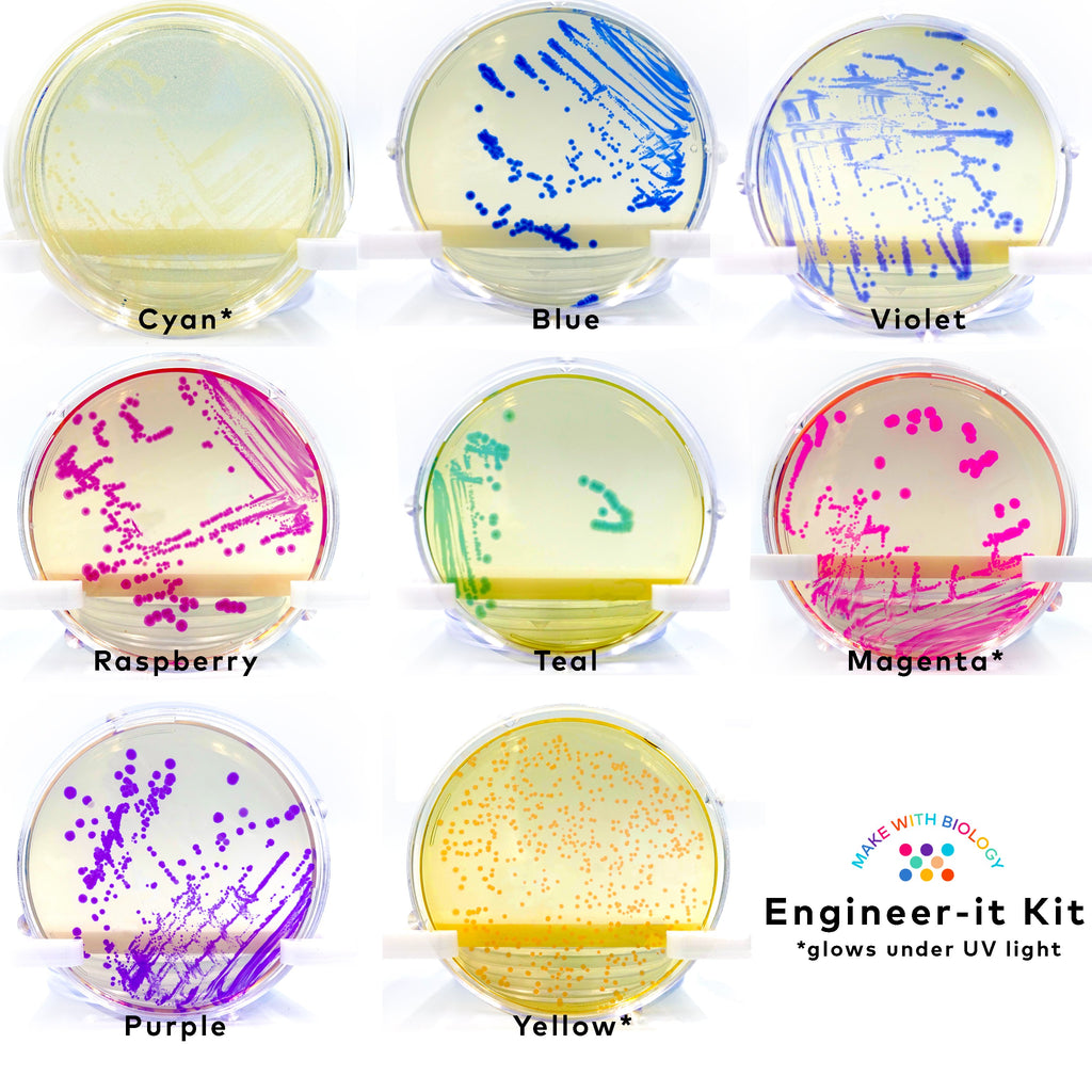 petri dish with engineered bacteria purple, pink, blue, violet, yellow, teal, raspberry made with the genetic engineering Engineer-it kit, for teenager home biology experiments, STEM experiments as part of Amino Labs' Zero to Genetic Engineering hero starter pack -  Learn what is DNA, what is a gene, cell theory, genetic engineering, bioart, biotechnology, biohacking and genetic engineering with the world's first biohacking and biotechnology STEM beginner's starter kits