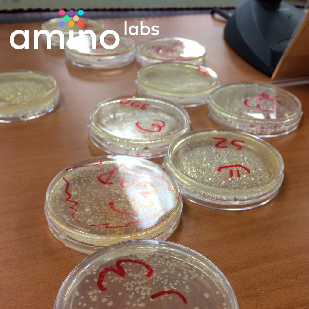 Glowing yellow bacteria in petri dishes during a Genetic Engineering DIY biohacking workshop by Amino labs STEM biotechnology kits and school laboratory equipment / home laboratory equipment / biohacking laboratory equipment
