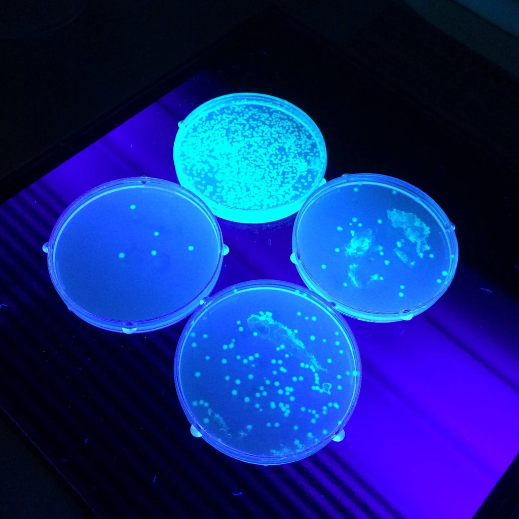 Glowing bacteria bioluminescent bacteria petri dishes grown with Amino Labs kits - Learn and practice your genetic engineering, bioart and living art skills while discovering the answers to the most common biology, biotechnology, bioart, life science, biohacking and genetic engineering questions as part of getting started with your iGEM competition synthetic biology project