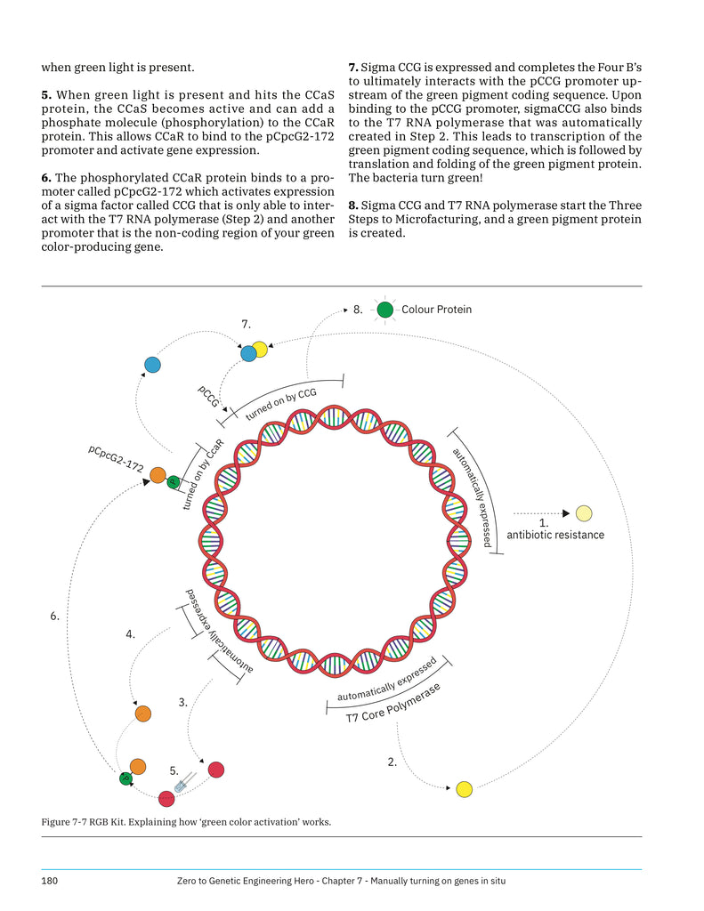 DNA plasmid map - Learn what is DNA, what is a gene, cell theory, genetic engineering, bioart, biotechnology, biohacking and genetic engineering with the world's first biohacking and biotechnology STEM beginner's book: the Zero to Genetic Engineering Hero Beginner's Guide to programming bacteria at school, home and in the makerspace