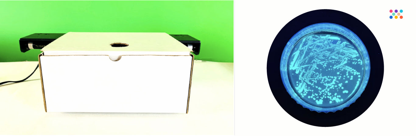 How to Make a UV Light Box
