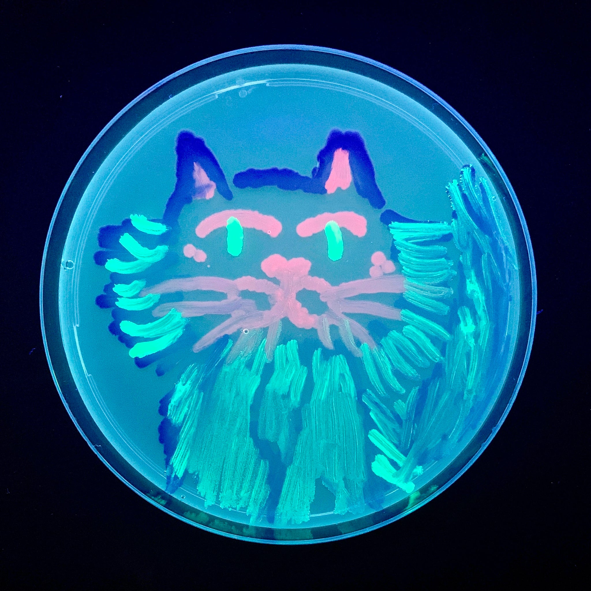 AminoLabsCanvas_Cat_bl_2048x.