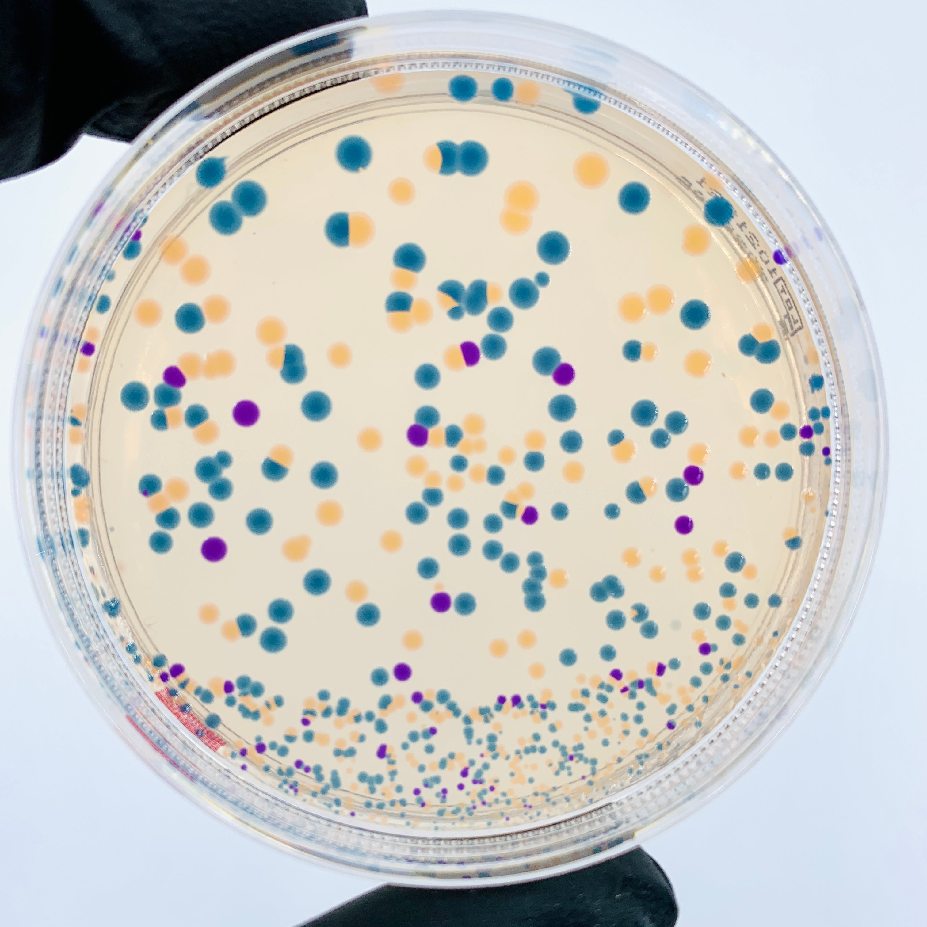 Lab Germs Creator Engineer-it Kit™: Get started with Genetic Engineering for bacteria (b ...
