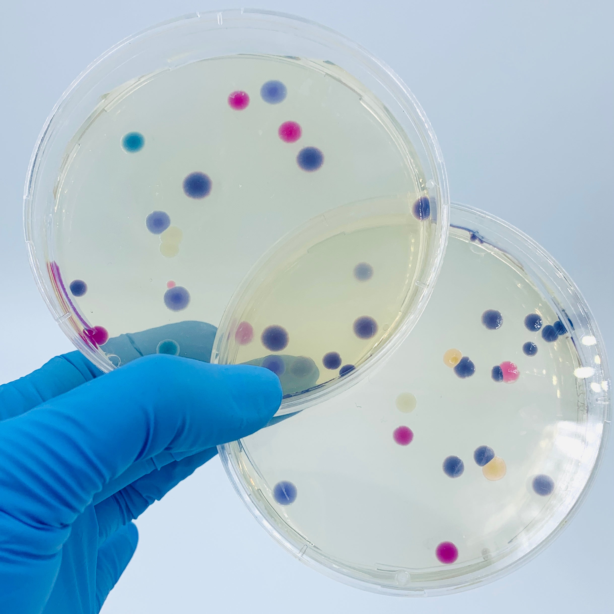 Lab Germs Creator Engineer-it Kit™: Get started with Genetic Engineering for bacteria (b ...