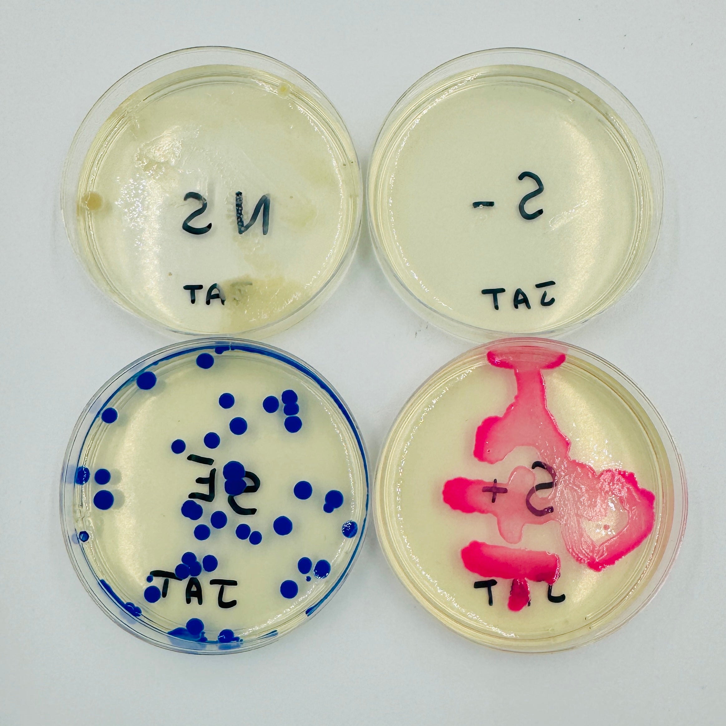 Lab Germs Creator Engineer-it Kit™: Get started with Genetic Engineering for bacteria (b ...