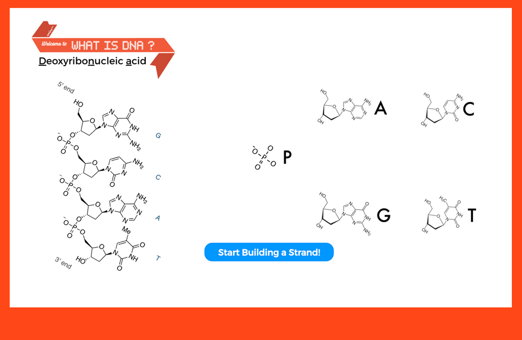 Dna Coding Simulation Virtual Bioengineer Simulators – Amino Labs