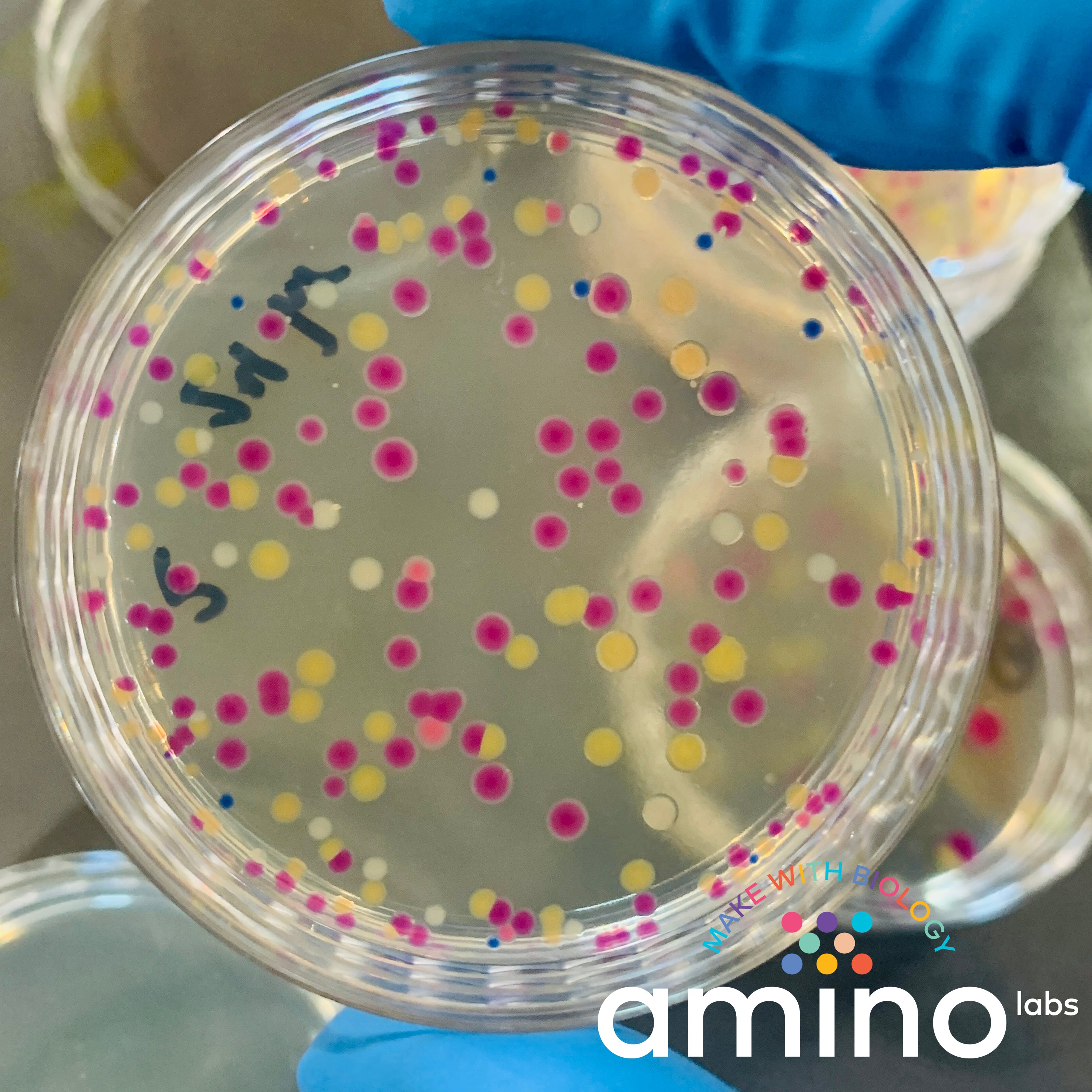 Lab Germs Creator Engineer-it Kit™: Get started with Genetic Engineering for bacteria (b ...