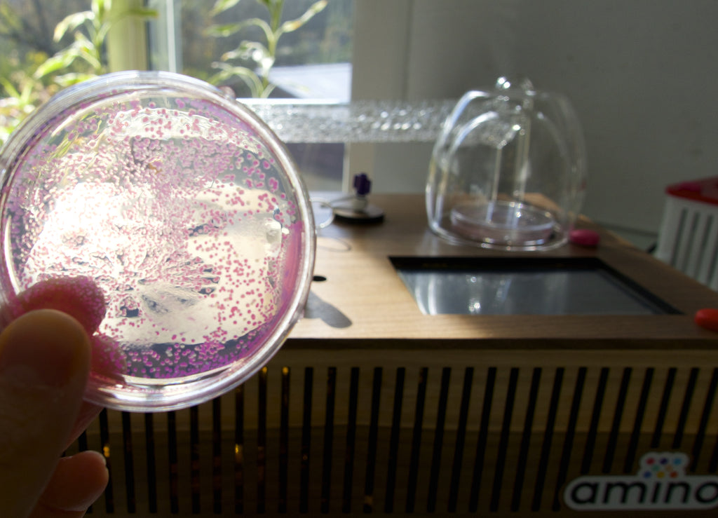 genetic engineering with Amino Labs' BioExplorer minilab, desktop biolab, a biohacker lab, DIY bio lab, laboratory equipment for glowing bacteria, e.coli bacteria, STEM science project, home lab, biotechnology lab, home science lab, school science lab, biohacking lab, iGEM, DIY biology, bio production, bacterial transformation lab, genetic engineering