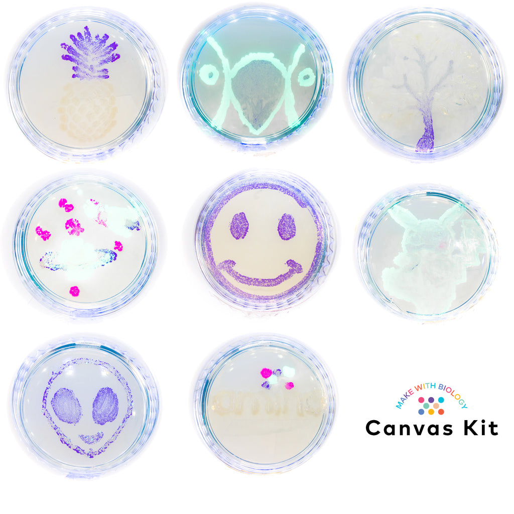 petri dish art made with the Canvas kit, for teenager home biology experiments, STEM experiments as part of Amino Labs' Zero to Genetic Engineering hero starter pack -  Learn what is DNA, what is a gene, cell theory, genetic engineering, bioart, biotechnology, biohacking and genetic engineering with the world's first biohacking and biotechnology STEM beginner's starter kits