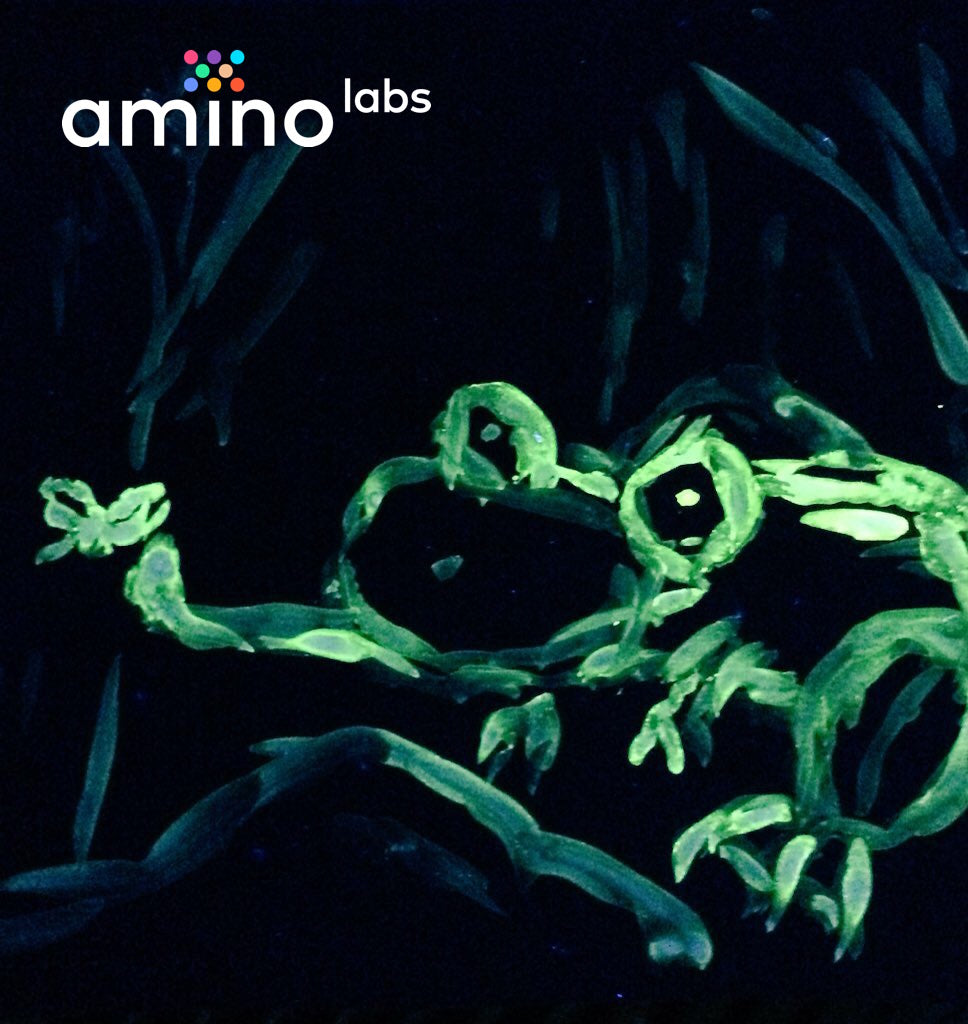 frog bioart painting made with colorful glowing bio-ink from a bacteria science experiment made with Amino Labs' Plate extract-it kit for extracting proteins - Learn genetic engineering skills while discovering biohacking, biotechnology, life science, DNA, protein, lysing cells, extracting DNA products with this STEM project kit, science kit, biohacking kit for home science, school science, makerspace, DIYbio, iGEM