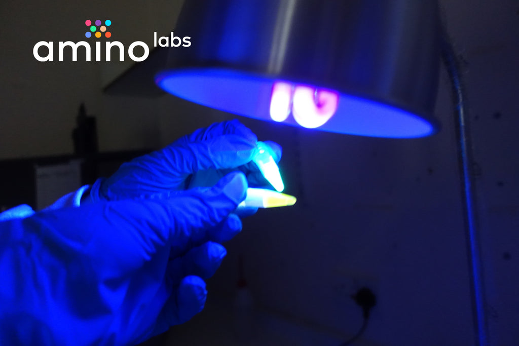 glowing bacteria made with Amino Labs' BioExplorer minilab, desktop biolab, a biohacker lab, DIY bio lab, laboratory equipment for glowing bacteria, e.coli bacteria, STEM science project, home lab, biotechnology lab, home science lab, school science lab, biohacking lab, iGEM, DIY biology, bio production, bacterial transformation lab, genetic engineering