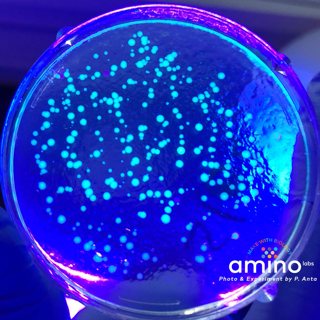 petri dish of Glowing bacteria and colourful bacteria made with Amino Labs DIY genetic engineering kit & biotechnology kit, the Engineer-it kit. Great STEM science project kit, science fair kit, middle school science class, biology, high school science class, DIY bio, biohacking, home biotechnology, iGEM projects, DIY synthetic biology 