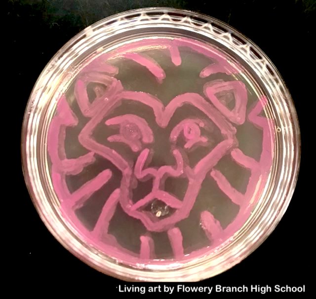 glowing bacteria, agar art, Bacteria art made with colored bacteria using Amino Labs Bioart Canvas kit, Petri dish art kit, microbial art kit for glowing bacteria, bacteria art, bacterial art, living art, STEM science project kit, sciart, great for middle school science, biology, high school, DIY bio, biohacking, home biotechnology