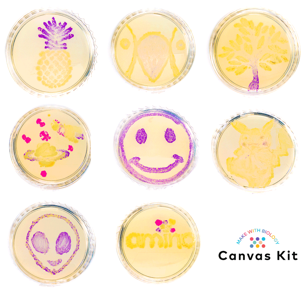 Bacterial art, agar art, made with Amino Labs Bioart Canvas kit, Petri dish art kit, microbial art kit for glowing bacteria, bacteria art, bacterial art, living art, STEM science project kit, sciart, great for middle school science, biology, high school, DIY bio, biohacking, home biotechnology