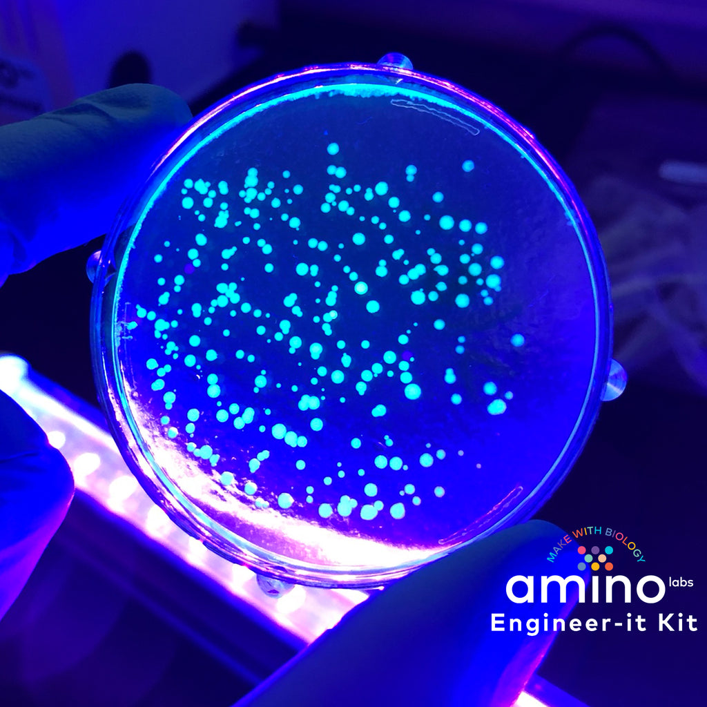 glowing bacteria in petri dish - Practice Genetic engineering, biotechnology, gene-editing, biohacking, bioart, agar art, biodesign and microbiology hands-on with this made-for-beginners STEM laboratory equipment , the DNA Playground and the Zero to Genetic Engineering Hero journey