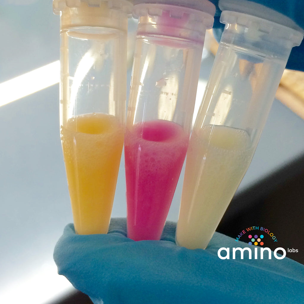 colorful bacteria in suspension in vials, Family science experiments, STEM experiments as part of Amino Labs' Zero to Genetic Engineering hero starter pack -  Learn what is DNA, what is a gene, cell theory, genetic engineering, enzymatic reaction, protein extractions, biotechnology, biohacking and genetic engineering with the world's first biohacking and biotechnology STEM beginner's starter kits
