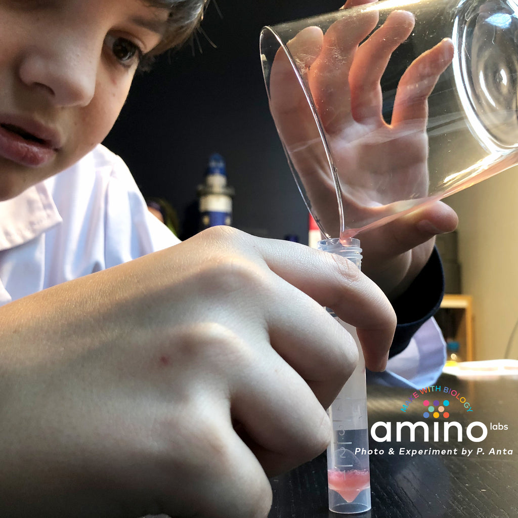 teenager home biology experiments, STEM experiments as part of Amino Labs' Zero to Genetic Engineering hero starter pack -  Learn what is DNA, what is a gene, cell theory, genetic engineering, bioart, biotechnology, biohacking and genetic engineering with the world's first biohacking and biotechnology STEM beginner's starter kits