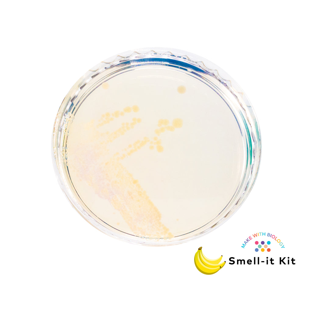 banana smelling bacteria on petri dish made with Amino Labs’ Zero to Genetic Engineering hero starter pack for  middle school science, biology, genetics, high school science, biology, genetics, NGSS.  Learn what is DNA, what is a gene, cell theory, genetic engineering, bioart, biotechnology, biohacking and genetic engineering with the world's first biohacking and biotechnology STEM beginner's book and starter pack of science project kits, biotechnology project kits
